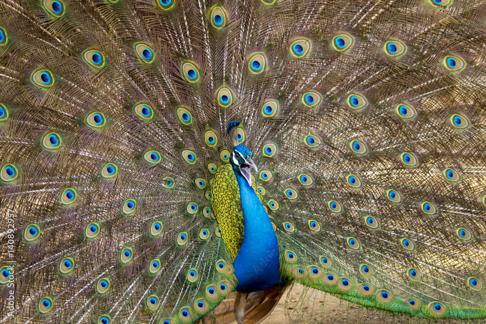 Obraz premium Image of a peacock showing its beautiful feathers. wild animals.