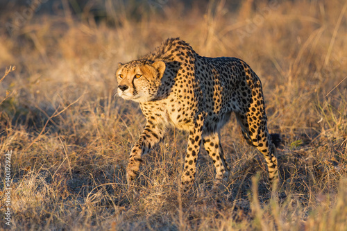 Cheetah hunting