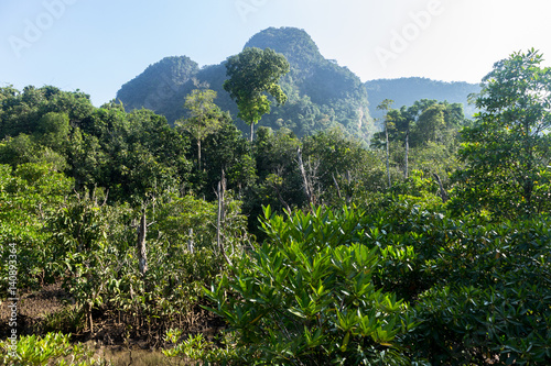 mangrove forest landscape at Thapom, Klong Song Nam, Krabi, Thailand