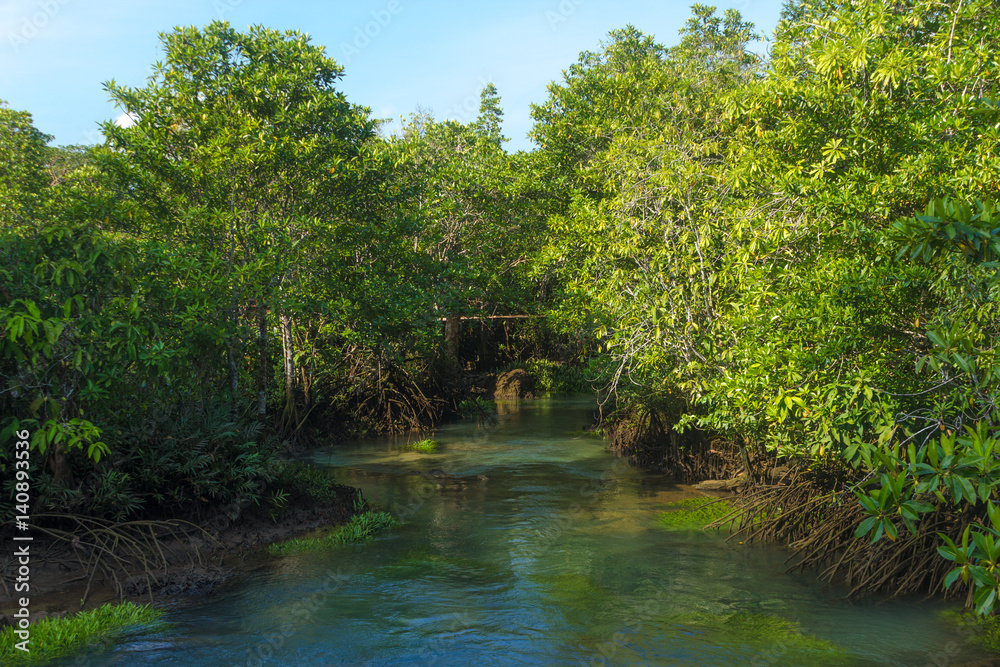 forest and a river landscape at Thapom, Klong Song Nam, Krabi, Thailand forest and a river landscape at Thapom, Klong Song Nam, Krabi, Thailand