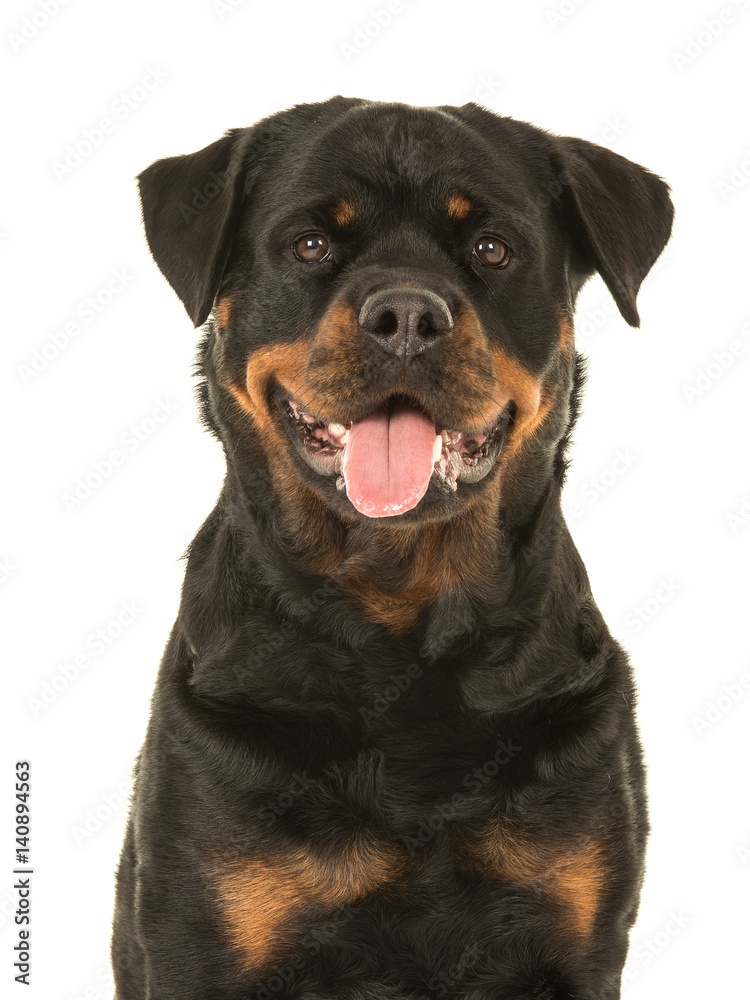 Cute looking female rottweiler portrait facing the camera with her tongue sticking out on a white background