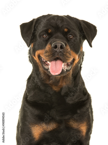 Cute looking female rottweiler portrait facing the camera with her tongue sticking out on a white background © Elles Rijsdijk