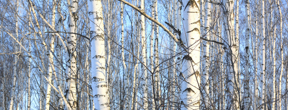 Naklejka premium Beautiful landscape with white birches. Birch trees in bright sunshine. Birch grove in autumn. The trunks of birch trees with white bark. Birch trees trunks. Beautiful panorama.