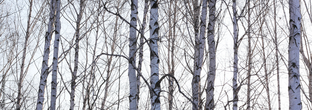 Obraz premium Beautiful landscape with white birches. Birch trees in bright sunshine. Birch grove in autumn. The trunks of birch trees with white bark. Birch trees trunks. Beautiful panorama.