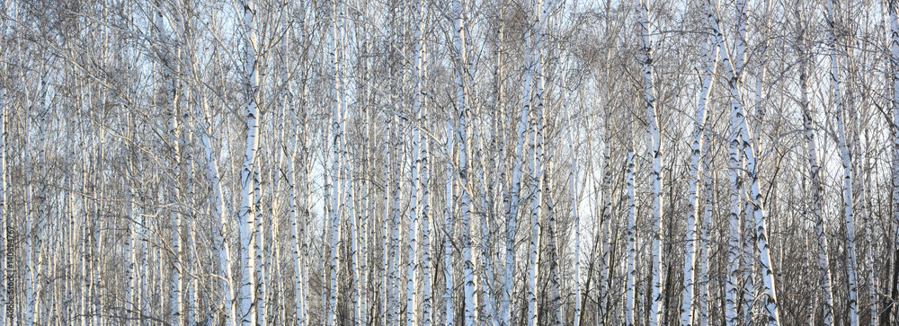 Fototapeta premium Beautiful landscape with white birches. Birch trees in bright sunshine. Birch grove in autumn. The trunks of birch trees with white bark. Birch trees trunks. Beautiful panorama.