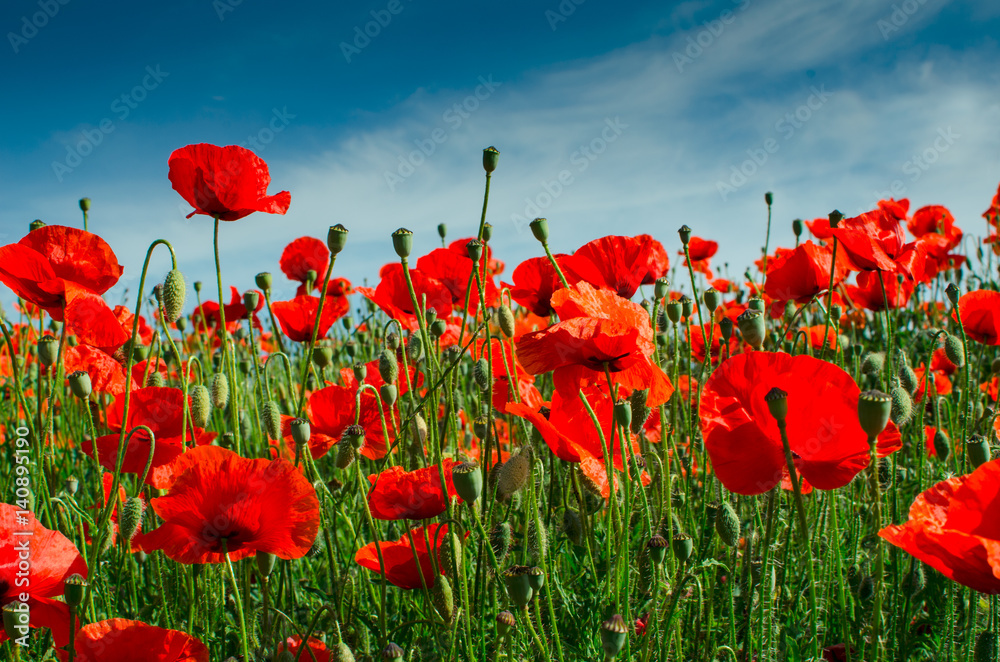 Obraz premium Opium poppy / Papaver rhoeas, field of opium