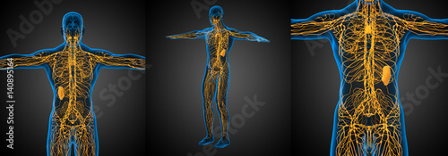 3d rendering medical illustration of the yellow lymphatic system x-ray collection photo