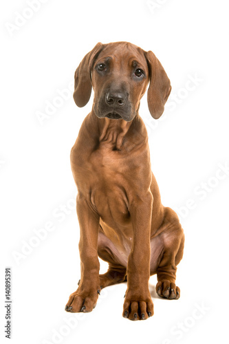 Cute rhodesian ridgeback puppy sitting leaning forward isolated on a white background
