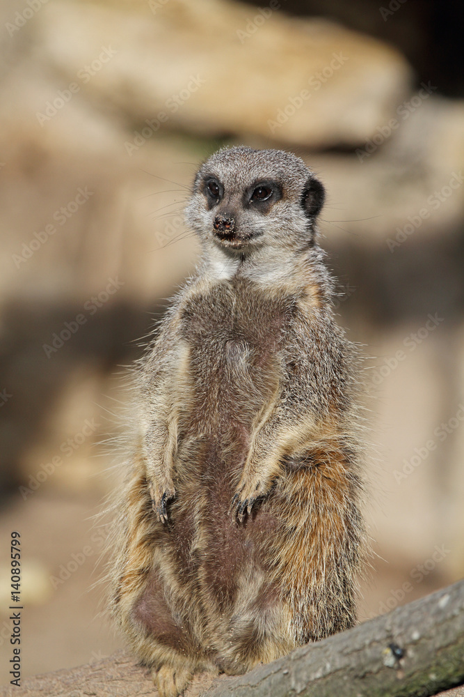 Erdmännchen Erdmännchen