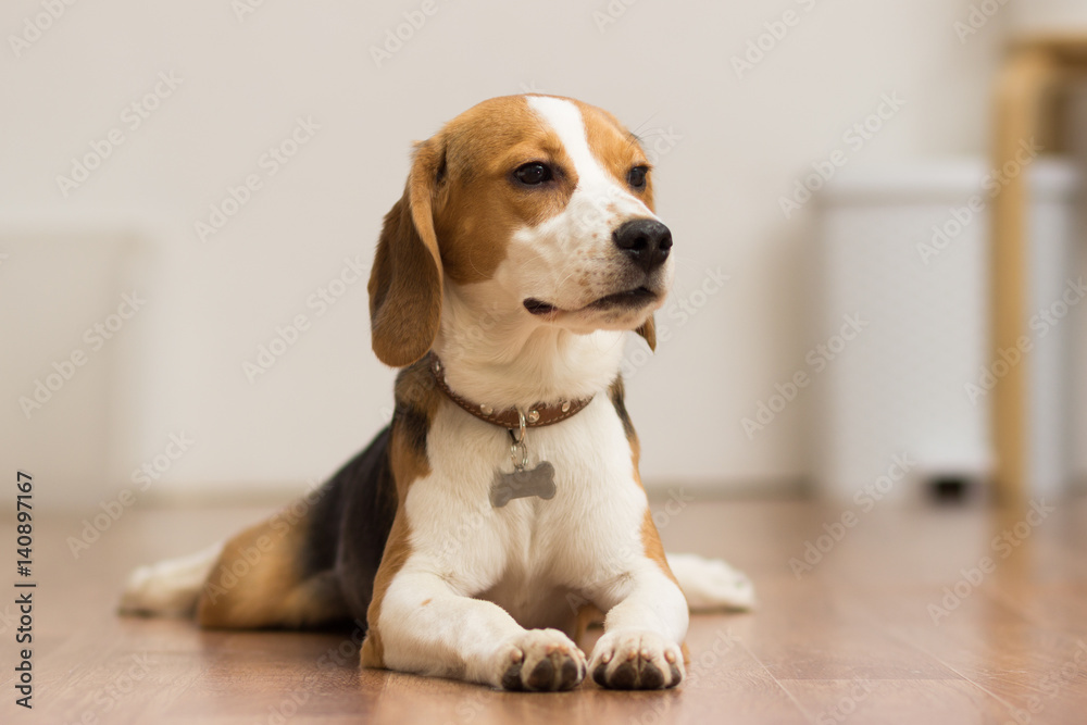 Puppy Beagle 7 months lying on the floor