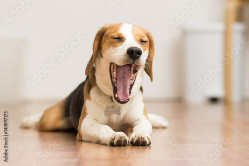 Puppy Beagle 7 months lying on the floor opening the mouth