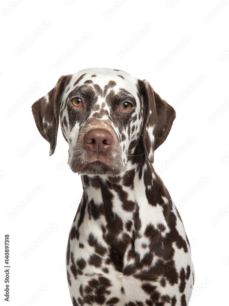 Brown spotted dalmatian dog portrait facing the camera isolated on a white background