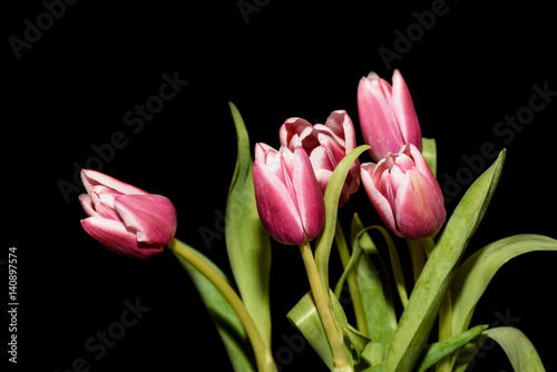 tulips pink bouquet black background