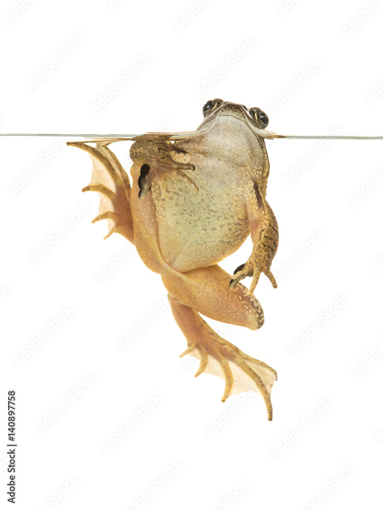 Fototapeta premium Swimming common brown frog seen from the underside isolated on a white background