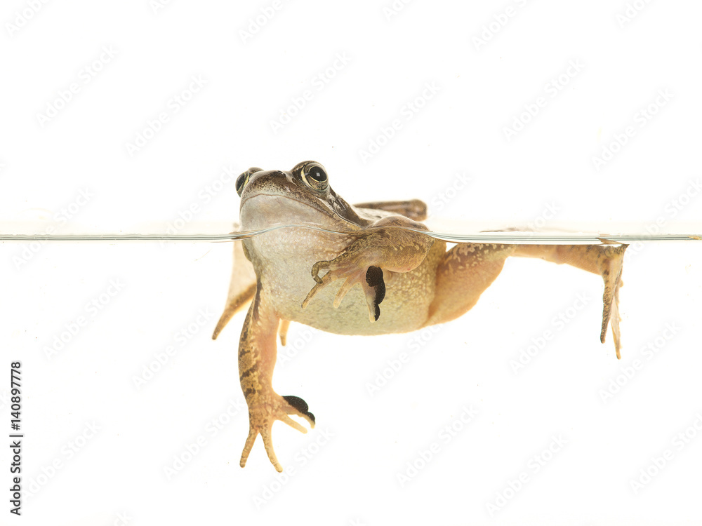 Fototapeta premium Swimming common brown frog isolated on a white background
