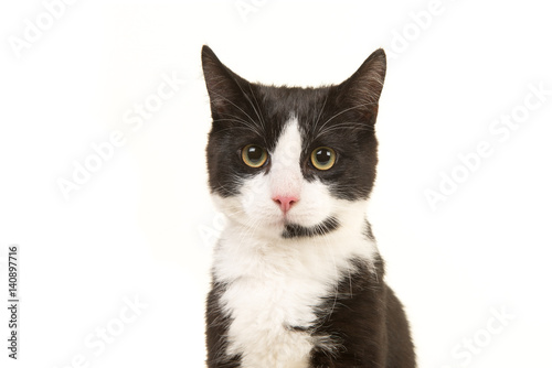Black and white cat portrait facing the camera isolated on a white background