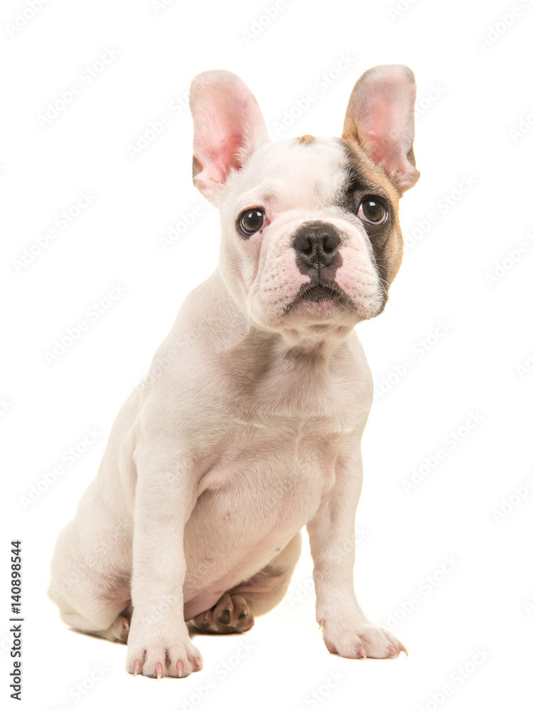 Cute almost white french bulldog puppy sitting looking at the camera seen from the side isolated on a white background