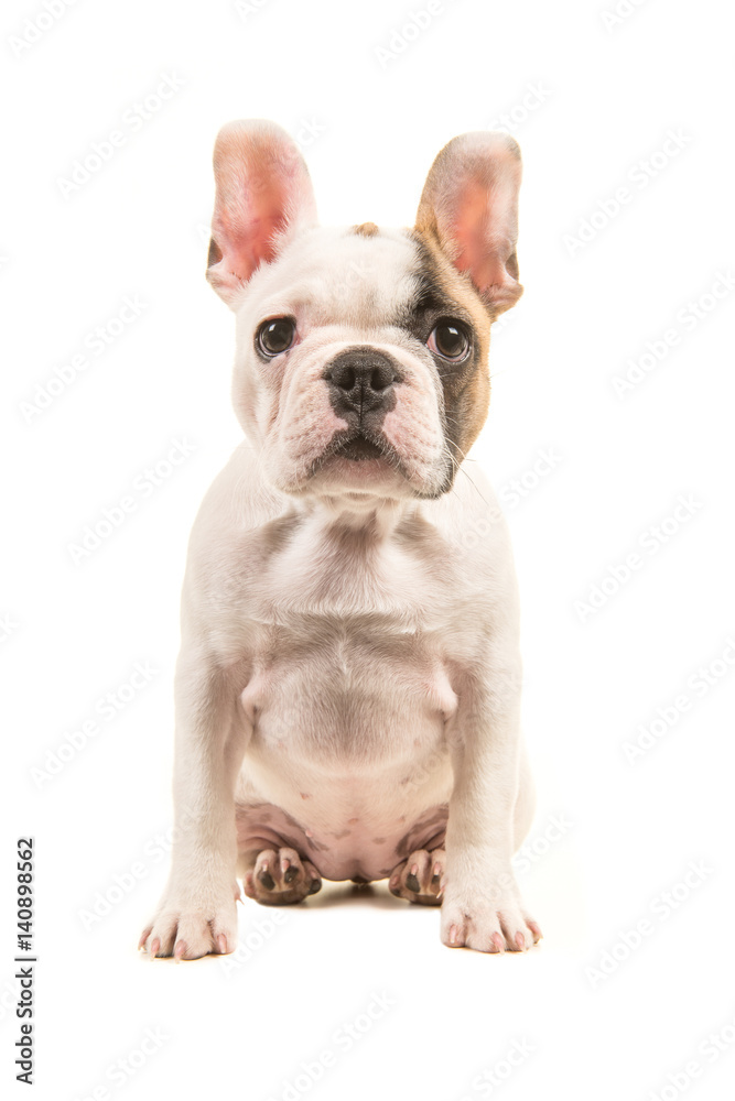 Cute almost white french bulldog puppy sitting straight up looking at the camera seen from the front isolated on a white background