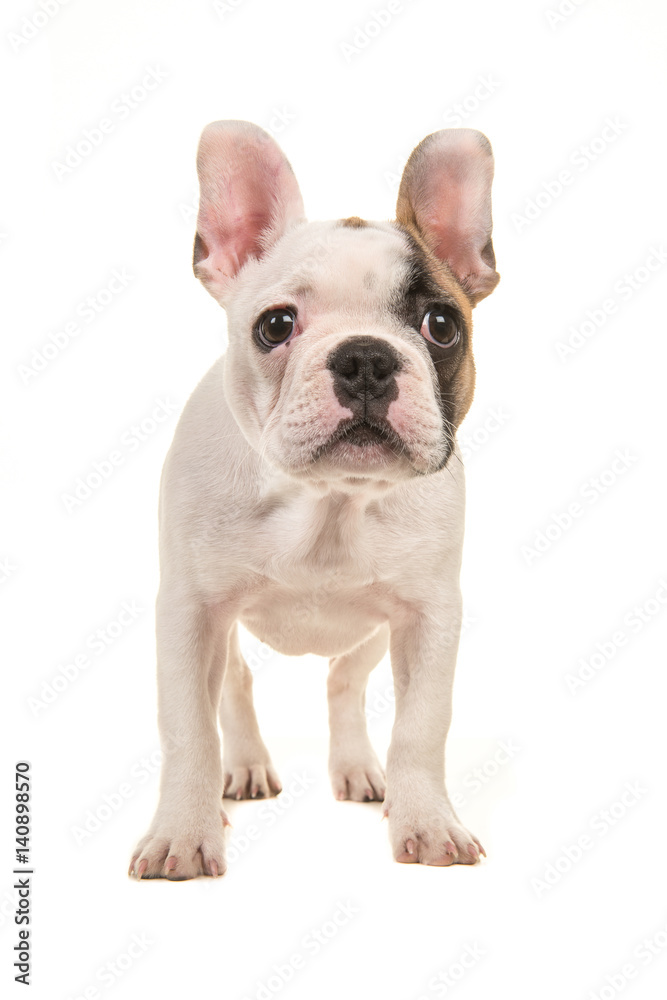 Cute almost white french bulldog puppy standing looking at the camera seen from the front isolated on a white background