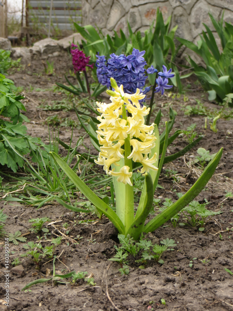 Obraz premium Hyacinth on flowerbed