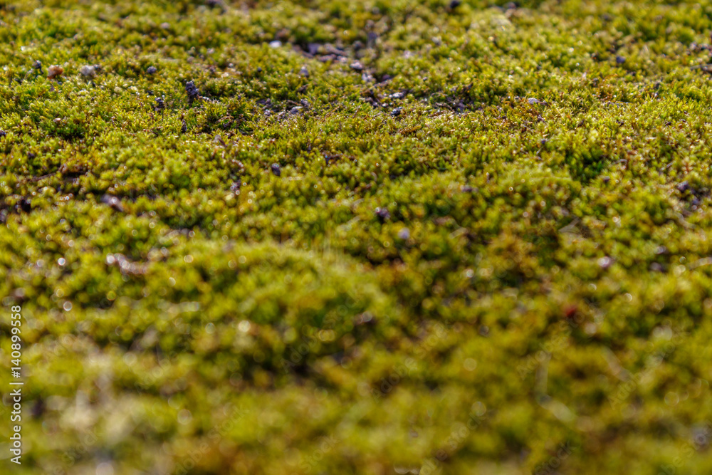 Moss on the asphalt. Lichen on the ground. Moss for background. Moss on the asphalt. Lichen on the ground. Moss for background.