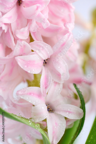 Closeup pink hyacinth with drops of water