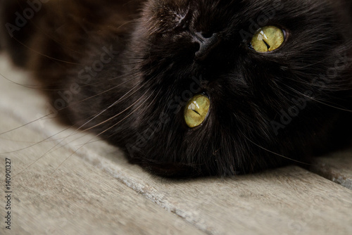 Adult cat with black hair and green eyes lying on back and looking up