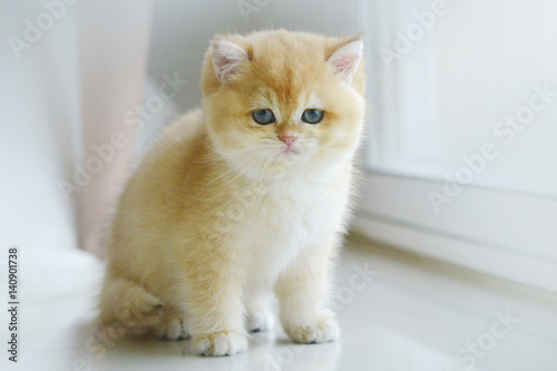 Cute Kittens isolated