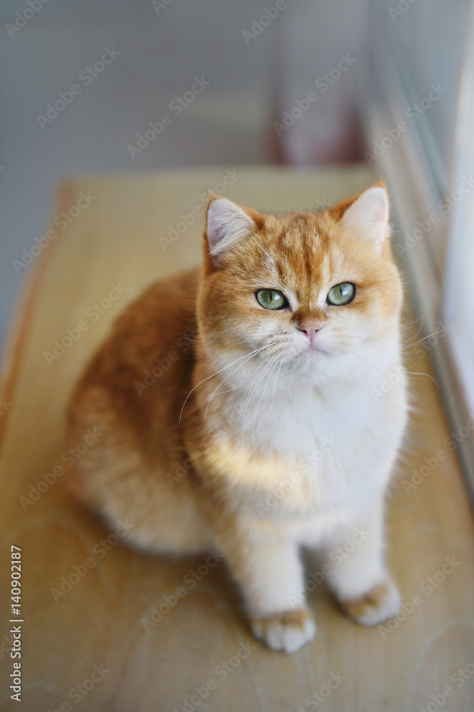 Cats cast on the table by the window isolated