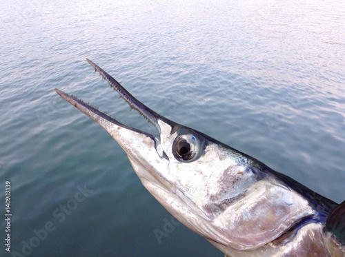 Marine fish closeup on ocean water background 