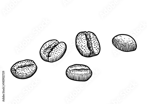 Coffee bean illustration, drawing, engraving, ink, line art, vector