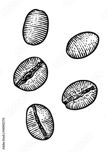 Coffee bean illustration, drawing, engraving, ink, line art, vector