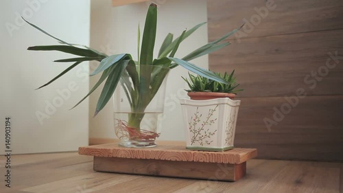 Yucca palm (Plant) in vase filled with water, standing on wooden board, that is standing on the floor of an apartment. Shot with a camera slider. FullHD. 