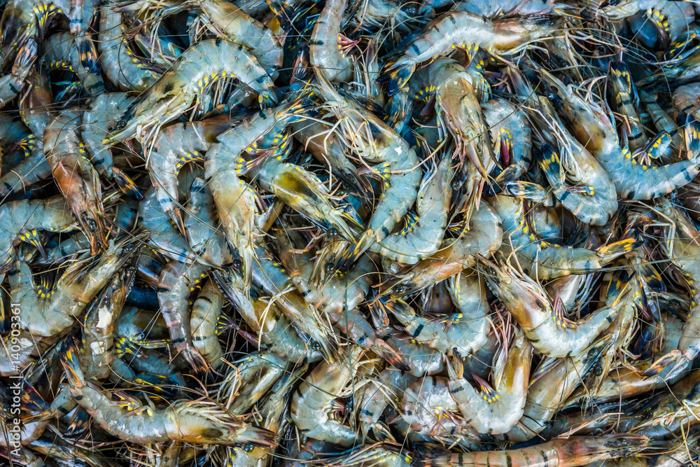 Fresh raw shrimps