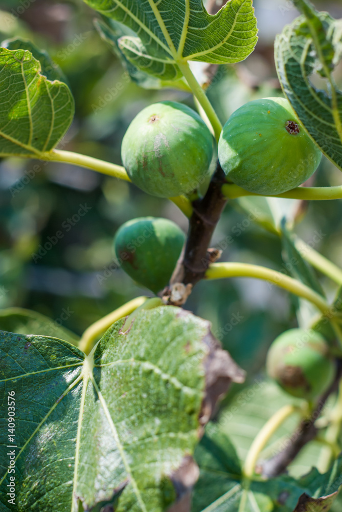 Figs on the fig tree
