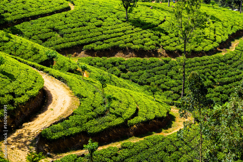 Top view of a tea plantation in Sri Lanka