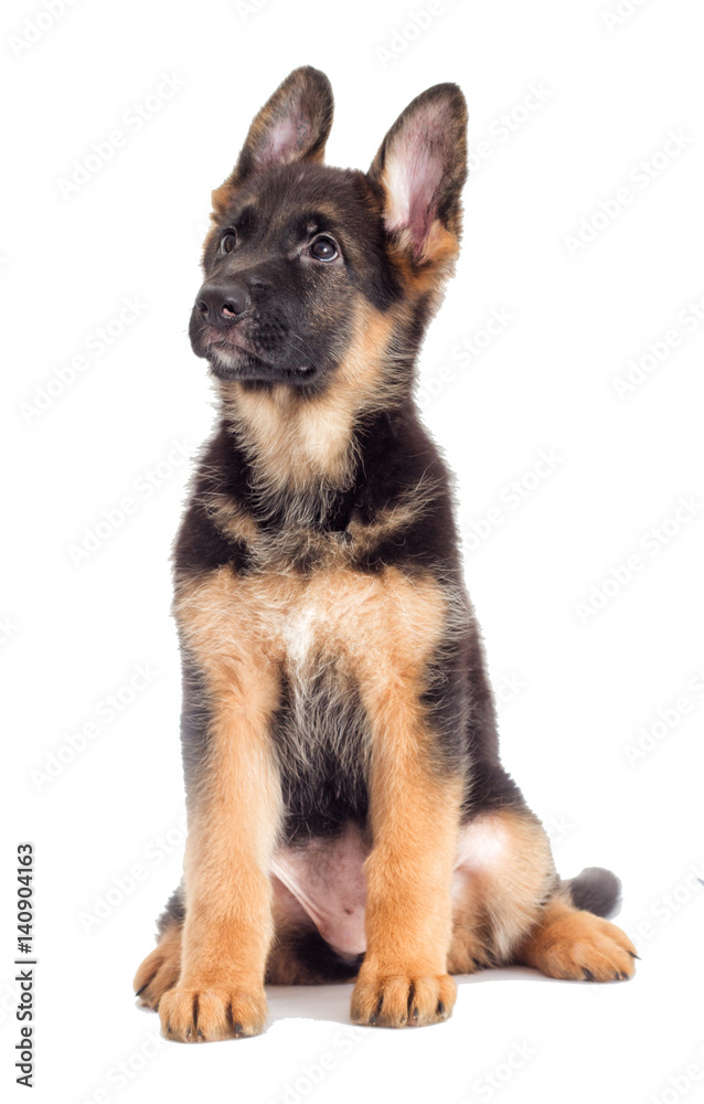 Puppy looking Puppy looking