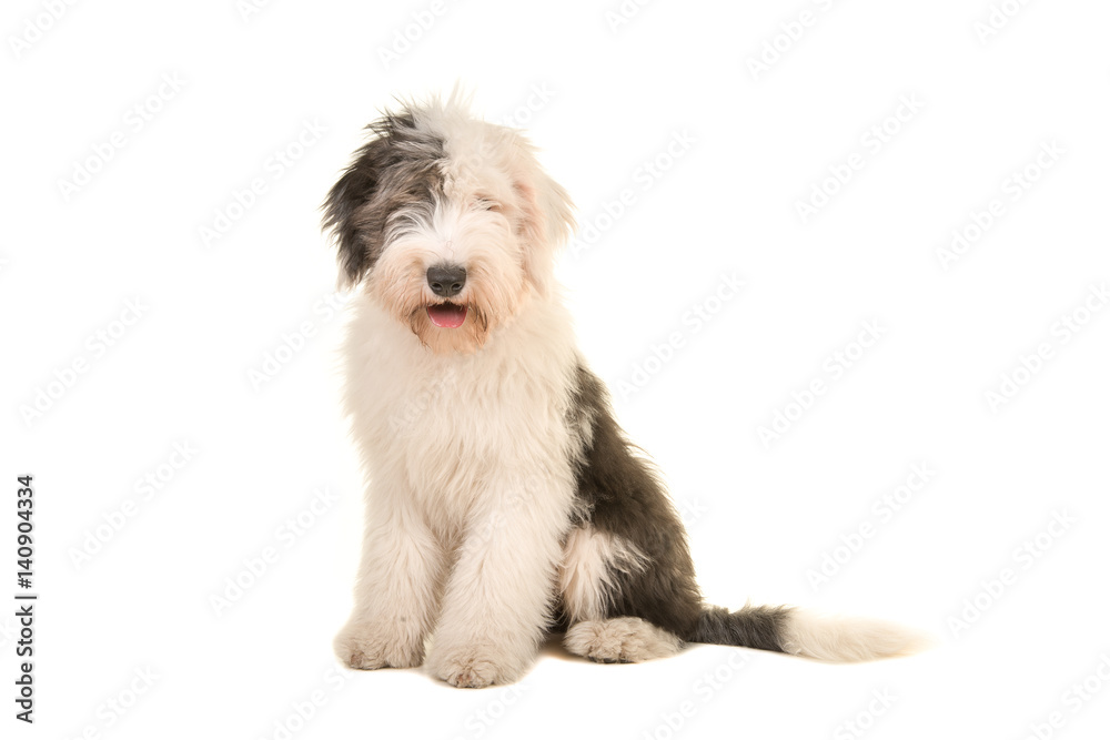 Old english sheep dog young adult sitting and facing the camera isolated on a white background