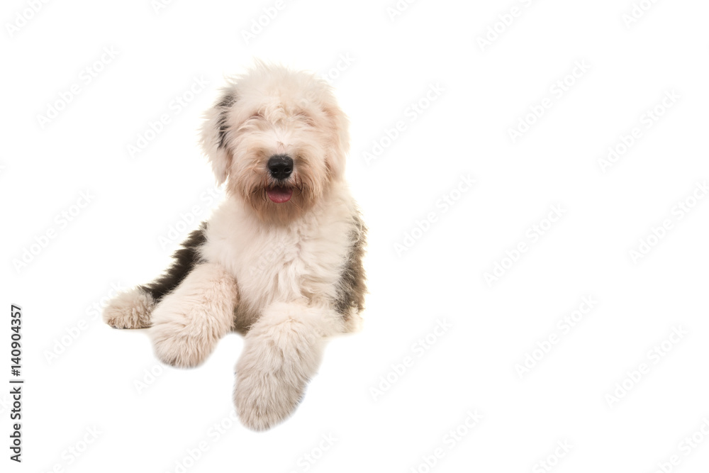 Old english sheep dog young adult lying on the floor seen from the front isolated on a white background