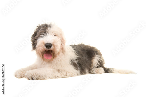 Fototapeta Naklejka Na Ścianę i Meble -  Old english sheep dog young adult lying on the floor seen from the side isolated on a white background