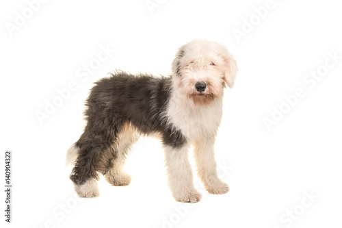 Fototapeta Naklejka Na Ścianę i Meble -  Old english sheep dog young adult standing seen from the side isolated on a white background