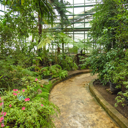 Interior of old tropic greenhouse