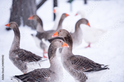 Fototapeta Gaggle of geese in snow