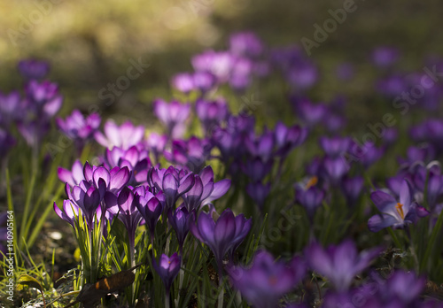Fototapeta Naklejka Na Ścianę i Meble -  Lila Krokusse (Crocus) - Licht durchflutet     