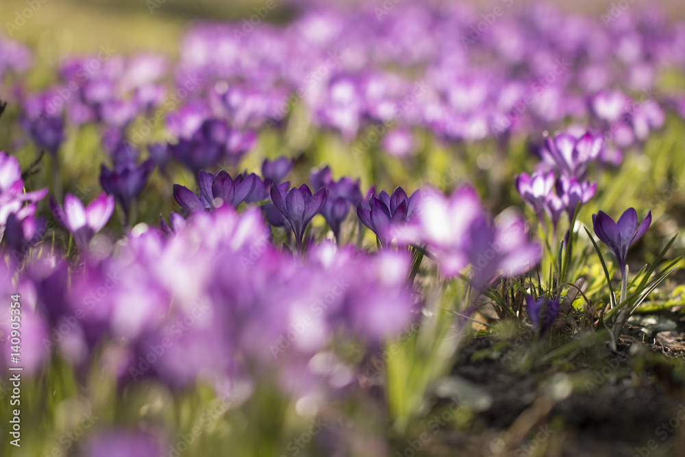Fototapeta premium Lila Krokusse (Crocus) - Licht durchflutet 
