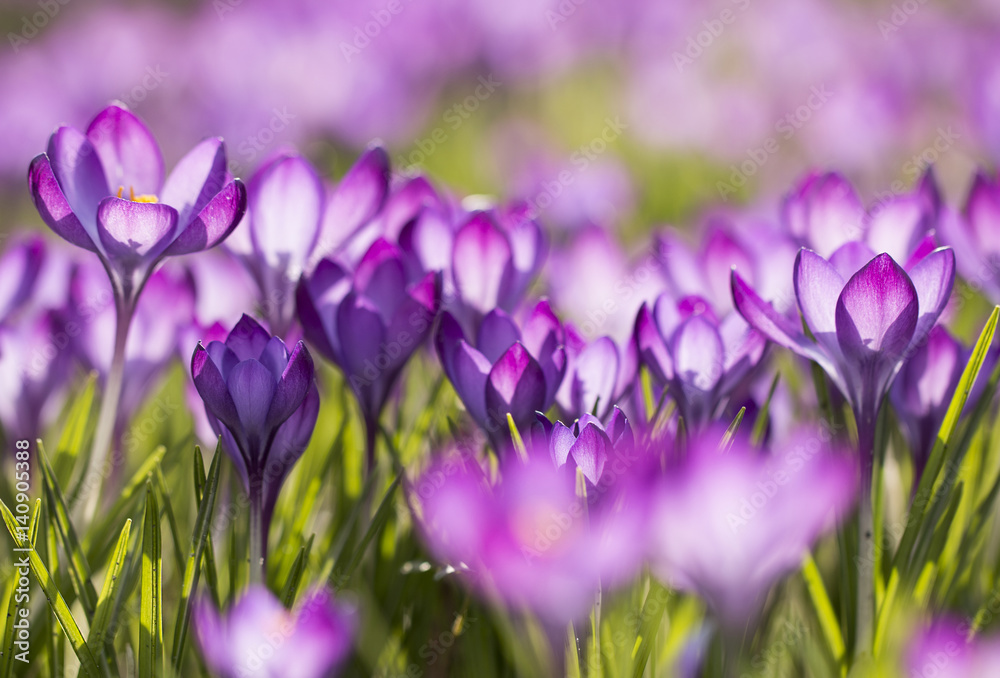 Lila Krokusse (Crocus) - Licht durchflutet Lila Krokusse (Crocus) - Licht durchflutet