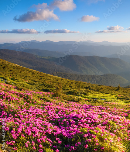Marvelous pink rhododendrons on the mountains.