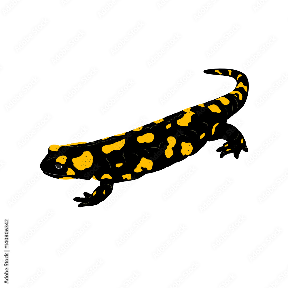 Fire Salamander (Salamandra salamandra. Salamandra maculosa) on a white background. Vector illustration. Fire Salamander (Salamandra salamandra. Salamandra maculosa) on a white background. Vector illustration.