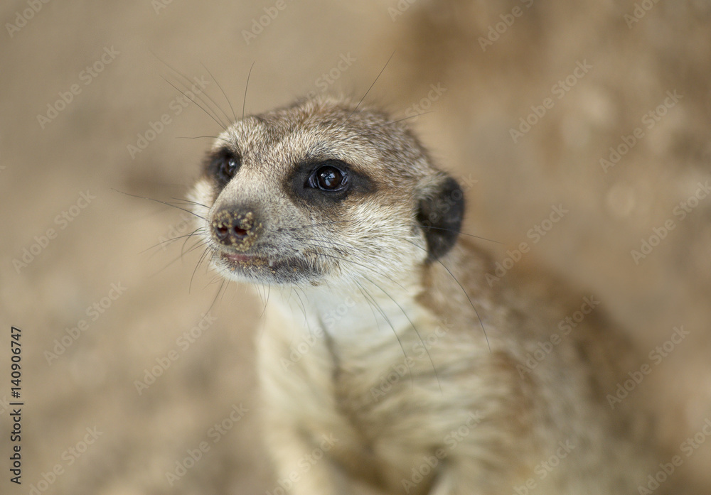 Fototapeta premium Ground squirrel