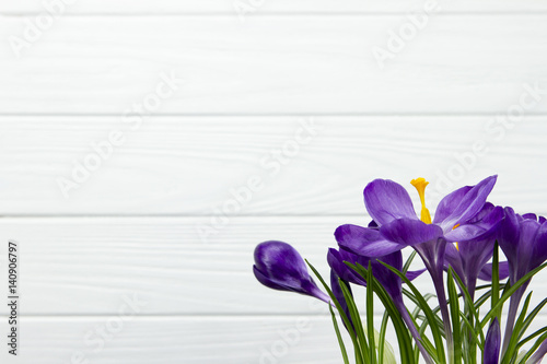 purple flower Crocus are green leaves white wooden background